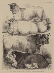 Die Königliche Landwirtschaftsausstellung in Oxford, Preisgekrönte Tiere